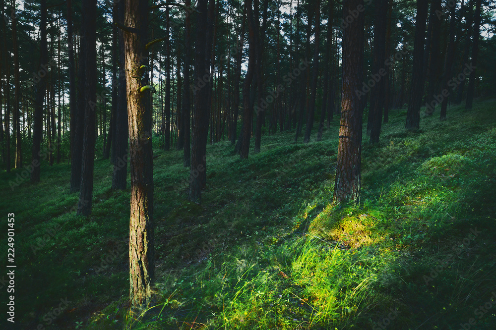 Obraz premium Dark and moody, magical, fairy tale pine forest. Mysterious pinewood at dusk. Pomerania, Poland. 