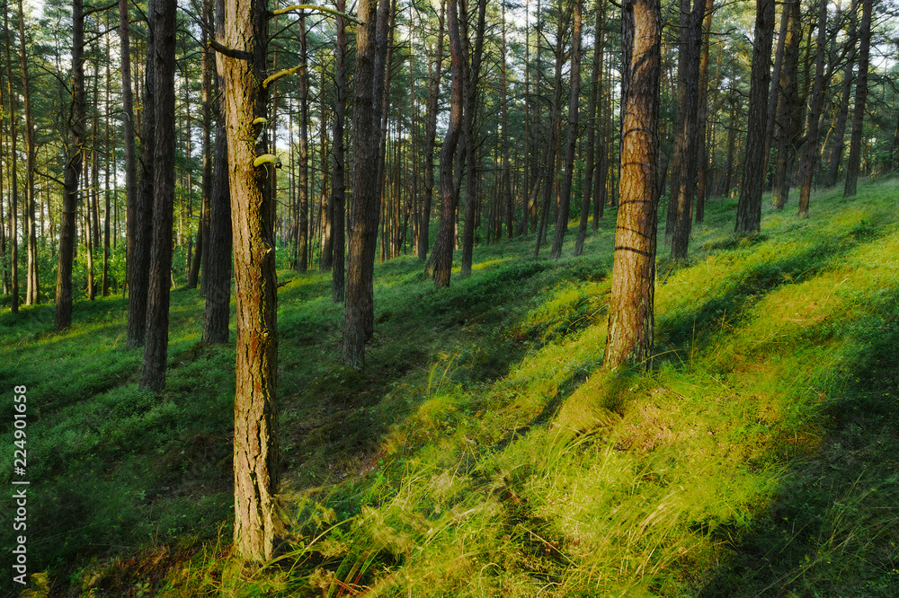 Evergreen coniferous pine forest. Pinewood with Scots or Scotch pine Pinus sylvestris trees growing in Pomerania, Poland.