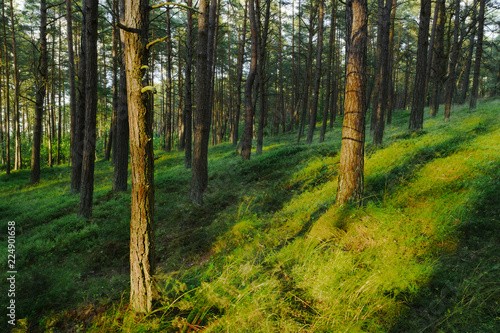 Evergreen coniferous pine forest. Pinewood with Scots or Scotch pine Pinus sylvestris trees growing in Pomerania  Poland.