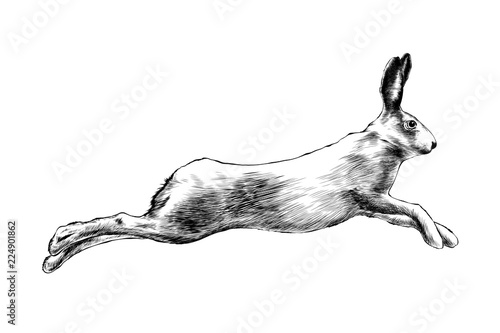 Vector engraved style illustration for posters, decoration and print. Hand drawn sketch of wild hare in black isolated on white background. Detailed vintage etching style drawing.