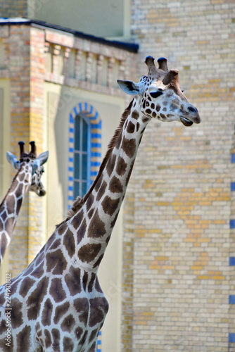 Giraffen, #8441 photo