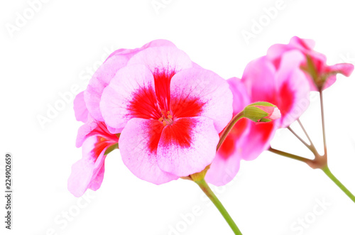 Balmy Geranium flower