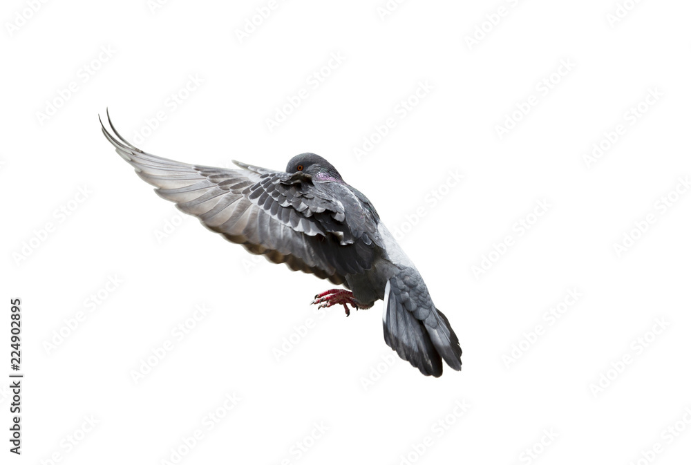 Obraz premium Pigeon flying isolated on white background