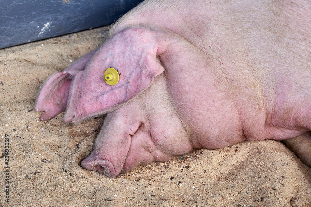 Pig sleep on the ground, covering the eye with the ear Pig sleep on the ground, covering the eye with the ear