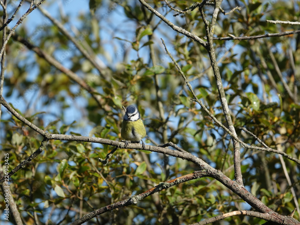 Obraz premium Modraszka (Cyanistes caeruleus)