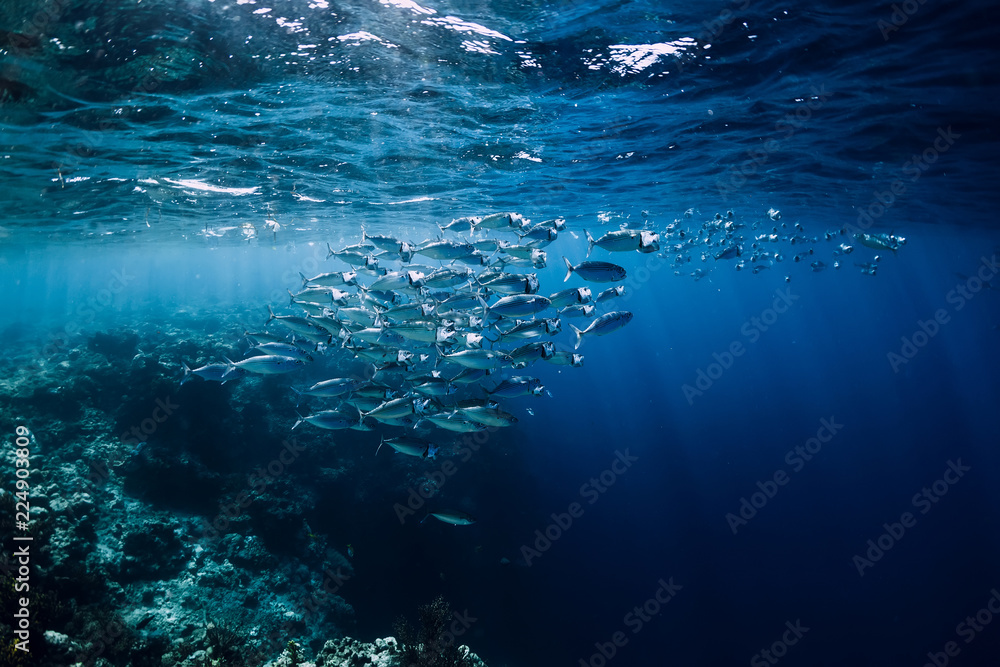 Wildlife world in underwater with school fish in ocean at coral reef Wildlife world in underwater with school fish in ocean at coral reef