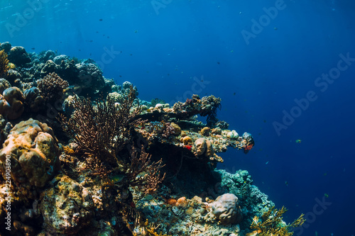 Tropical underwater world with coral reef and fish. Beautiful place for diving