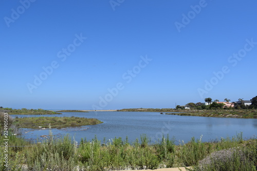 marsh landscape