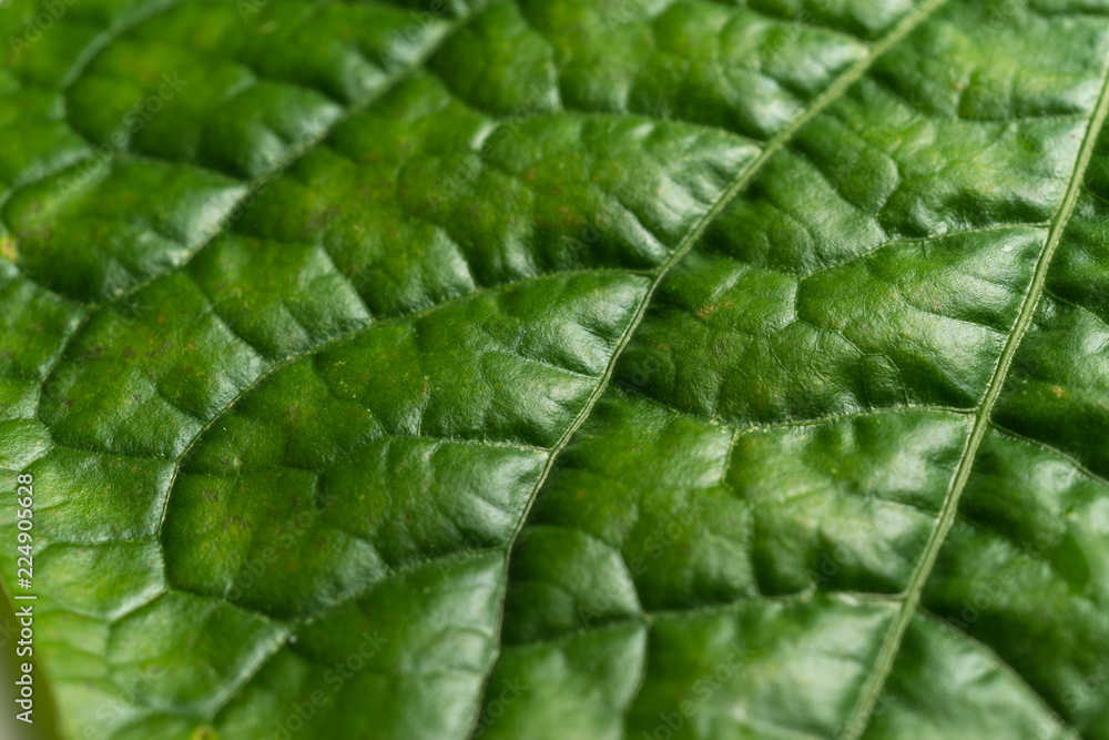 Close up macro image of Piper sarmentosum leaf Close up macro image of Piper sarmentosum leaf