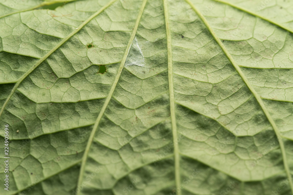 Close up macro image of Piper sarmentosum leaf Close up macro image of Piper sarmentosum leaf