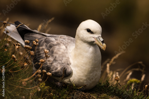 Photos northern fulmar Fulmarus glacialis in Scotland, Great Britain