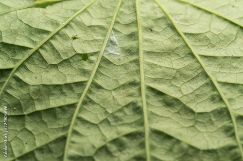 Close up macro image of Piper sarmentosum leaf