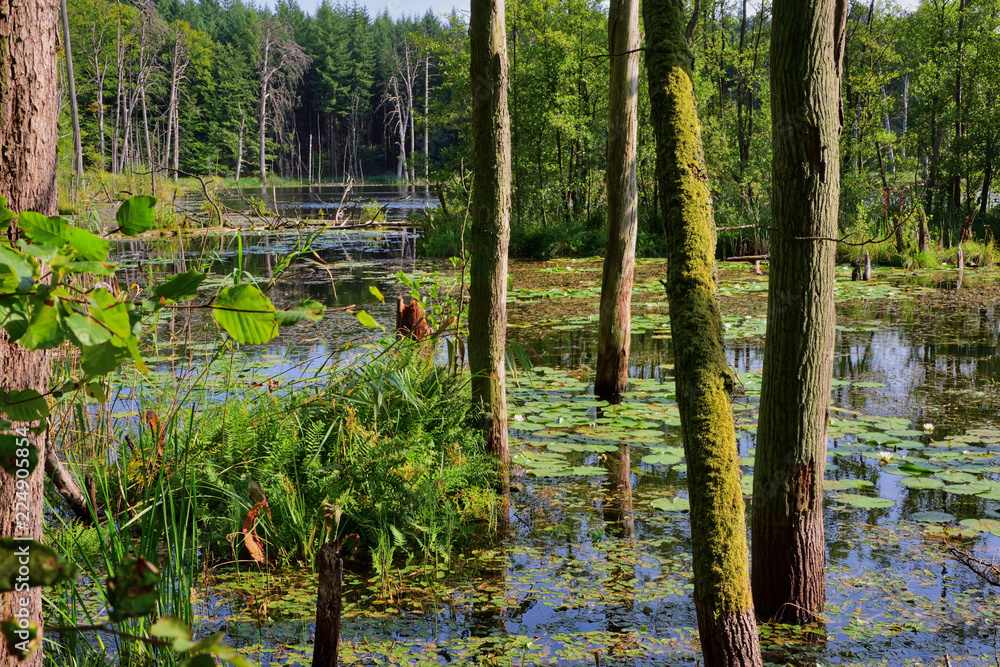 Obraz premium lake inside Serrahn primary beech forest