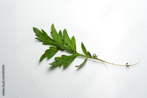 Mugwort leaves on white isolated background photo