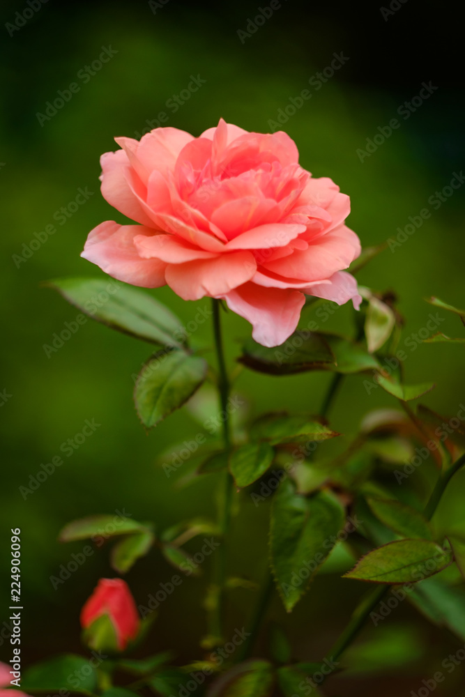 Pink Floribunda Rose