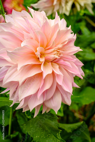 Fototapeta Naklejka Na Ścianę i Meble -  Pink Dahlia Flower