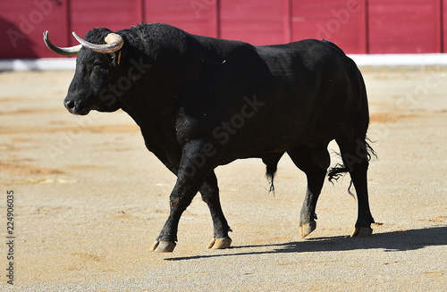 bull in spain running in bullring