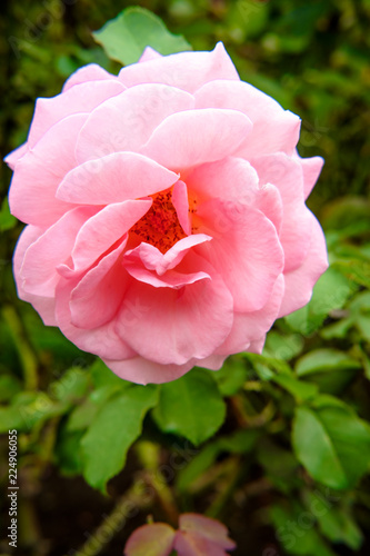 Fototapeta Naklejka Na Ścianę i Meble -  Pink Dahlia Flower
