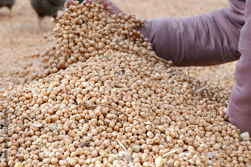 a farmer woman doing harvesting of chickpeas,

