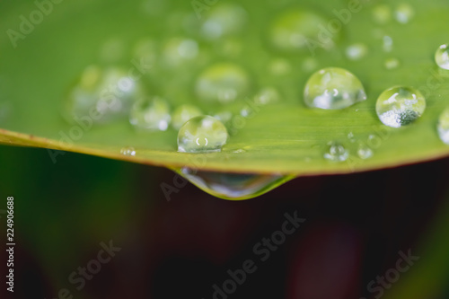 Green leaves with drops of water as a beautiful background.