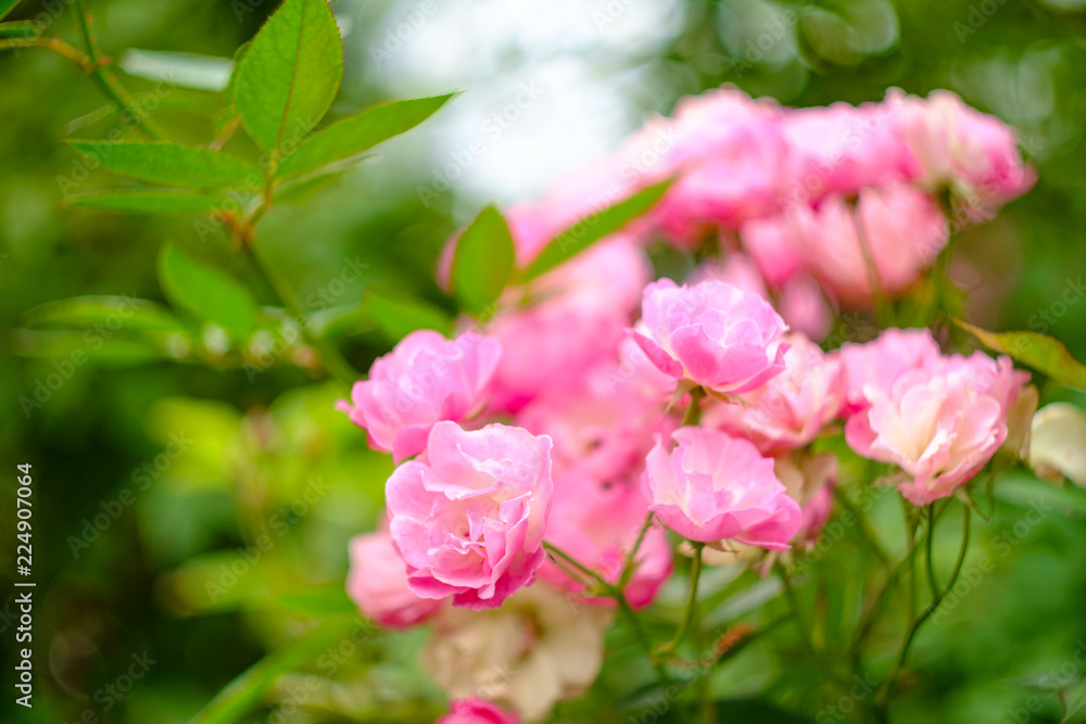 Pink Shrub Rose