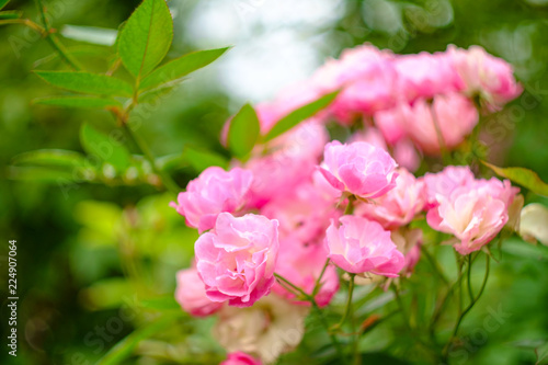 Pink Shrub Rose