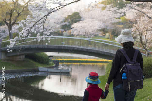 Travel to see Cherry blossom in Hamamatsu flower park, Shizuoka, Japan