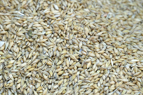 a handful of barley, barley are in the hands of a farmer,close-up, lots of barley, barley grains,a lot of barley on the ground,