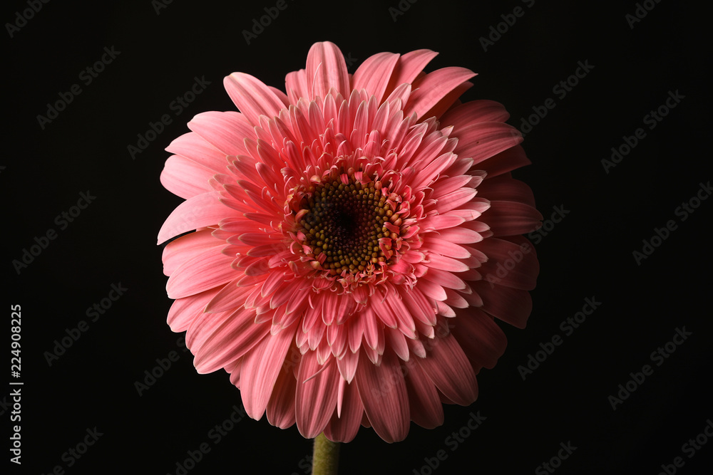 red gerbera on black background red gerbera on black background