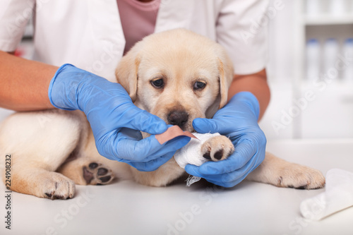 Cute labrador puppy dog getting a bandage on its paw