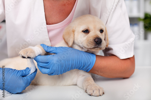 Fototapeta Naklejka Na Ścianę i Meble -  Cute labrador puppy dog lying patiently while getting a bandage on its paw