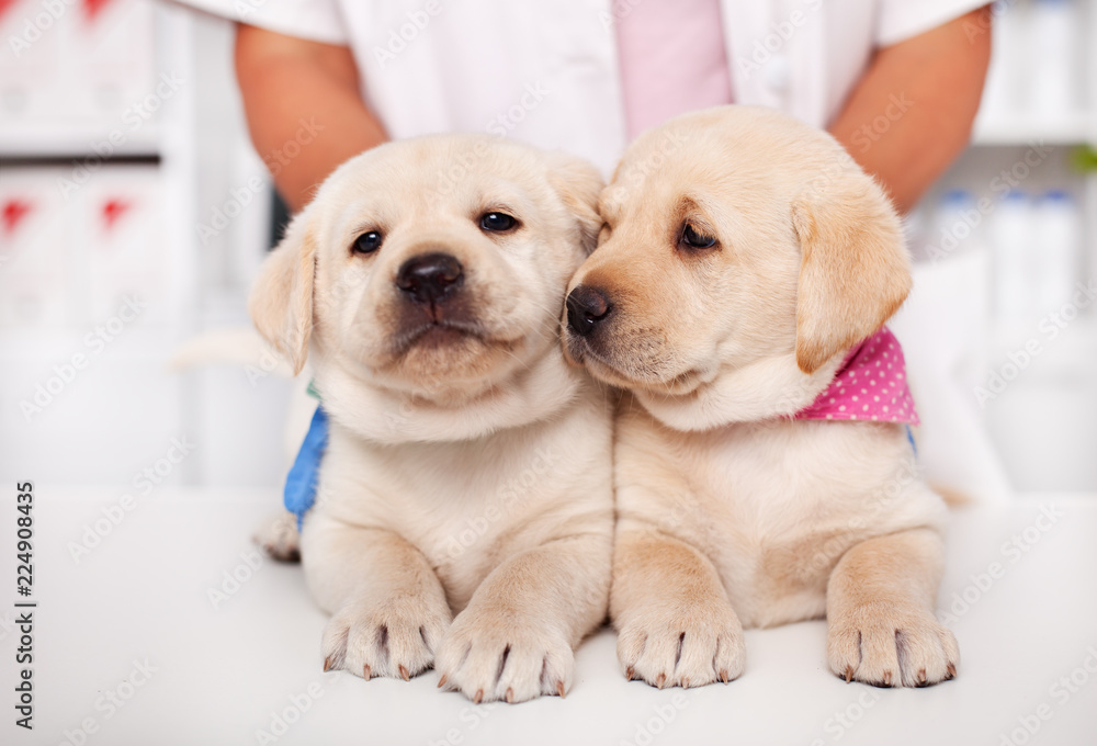 Two adorable labrador puppy dogs lying together on the table at the veterinary doctor office