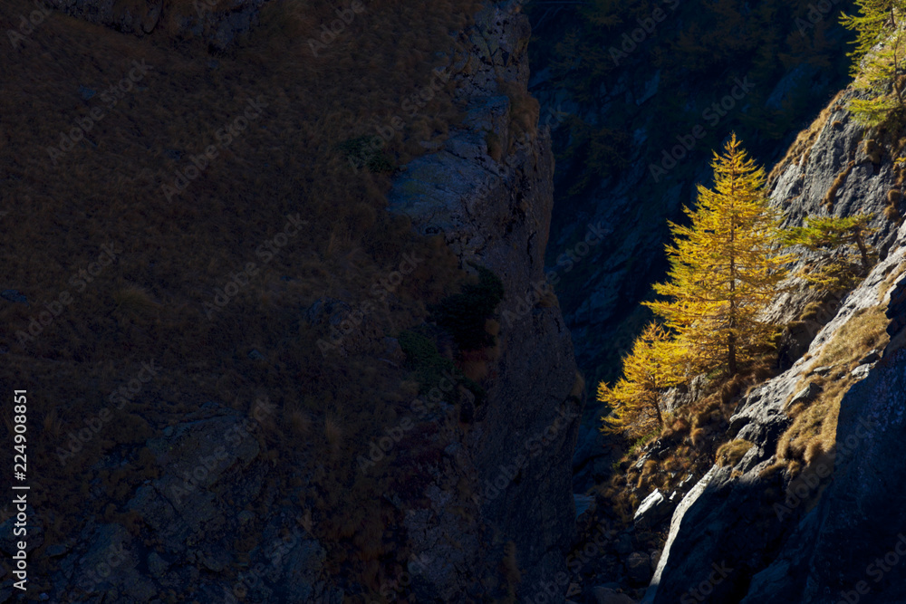 Mélèzes pendant l'automne dans le Mercantour Mélèzes pendant l'automne dans le Mercantour