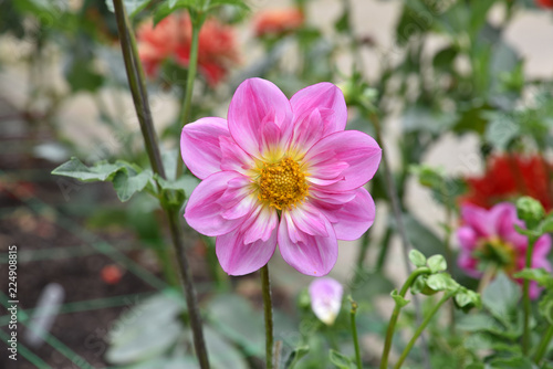 Fototapeta Naklejka Na Ścianę i Meble -  Dahlia rose