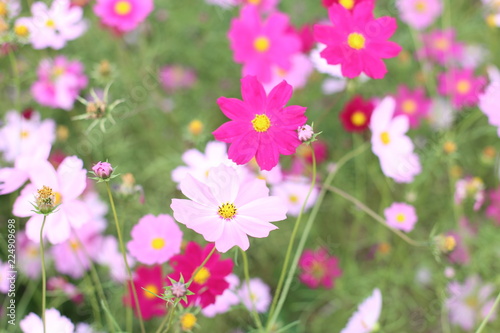 cosmos flowers are blooming in garden