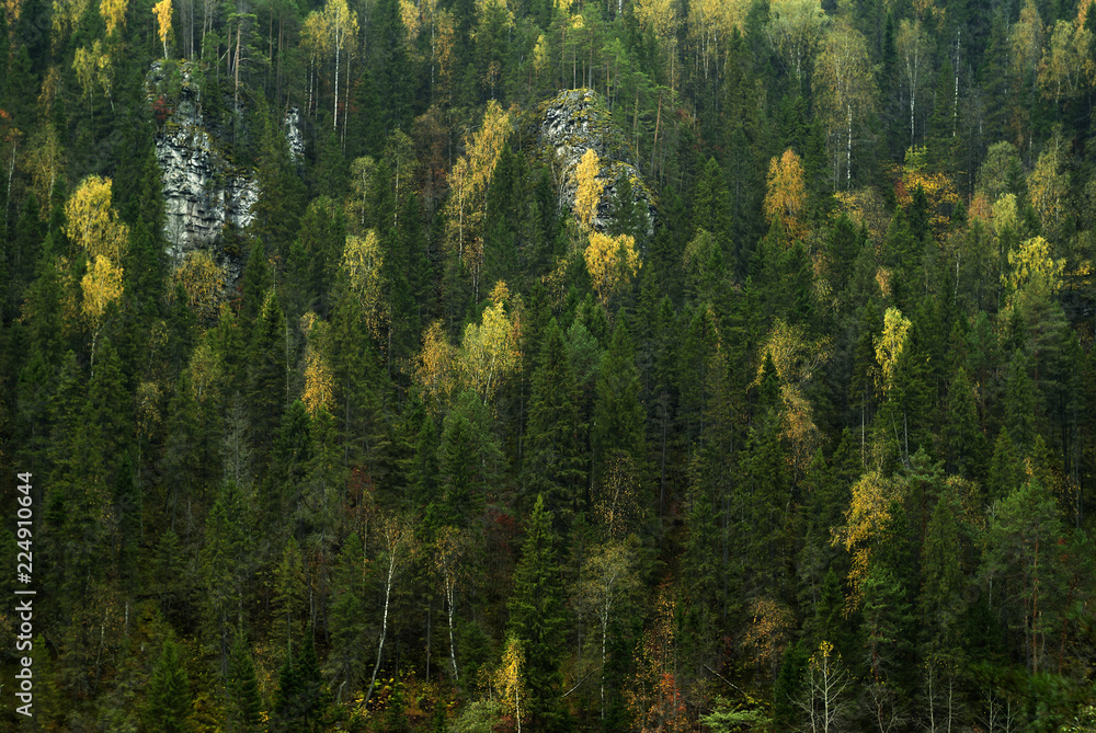 background - the slope of a rocky mountain overgrown with autumn coniferous-deciduous forest background - the slope of a rocky mountain overgrown with autumn coniferous-deciduous forest