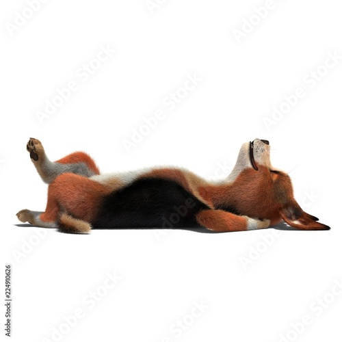 Obraz na plátně Dog sleeps on the floor