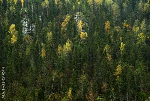 background - the slope of a rocky mountain overgrown with autumn coniferous-deciduous forest