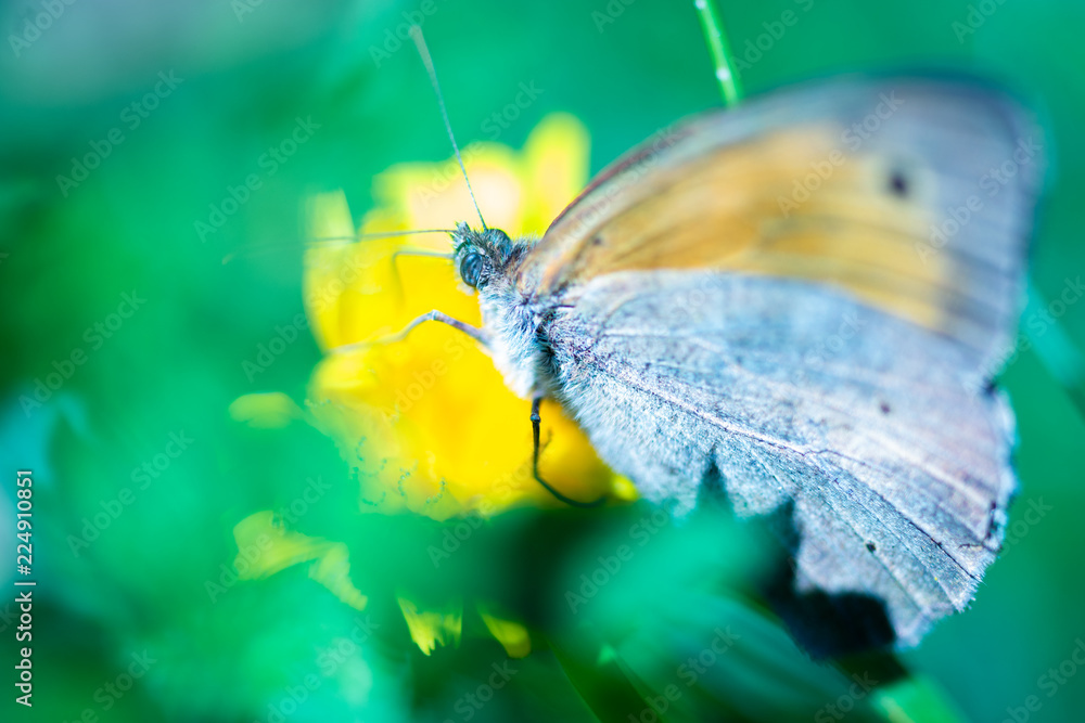 Macro Image of a beautiful butterfly sitting on a flower of grass with beautiful texture in the wings and bokeh background. Macro Image of a beautiful butterfly sitting on a flower of grass with beautiful texture in the wings and bokeh background.