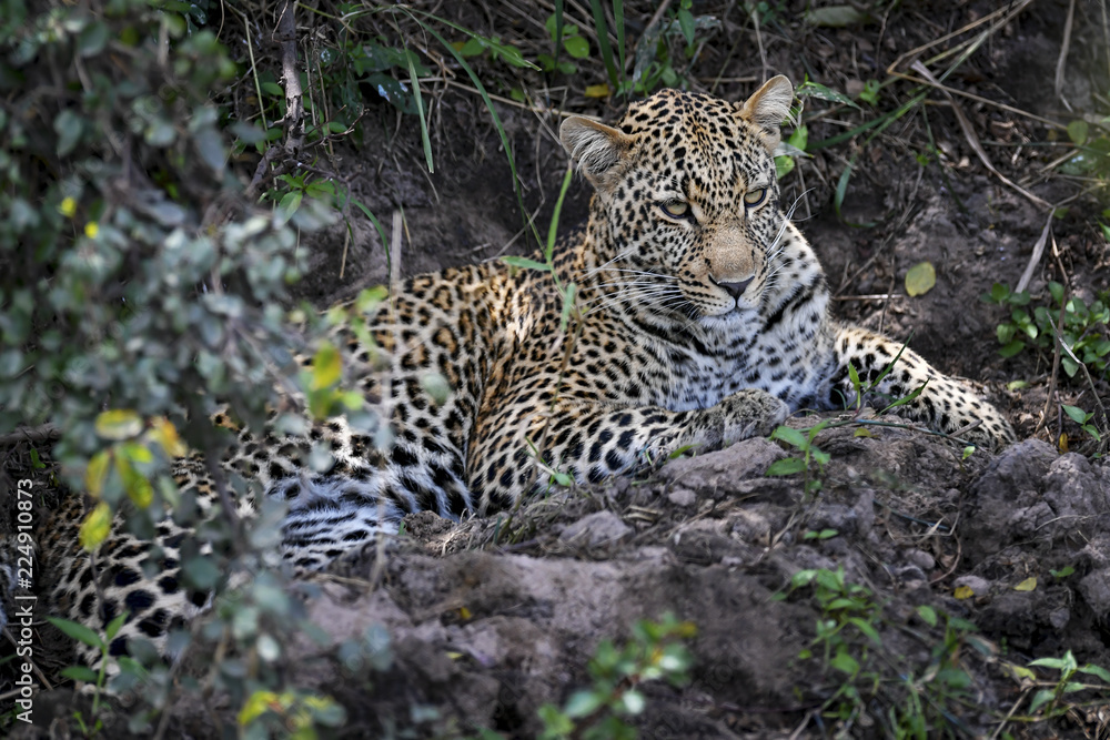 Leopard Leopard