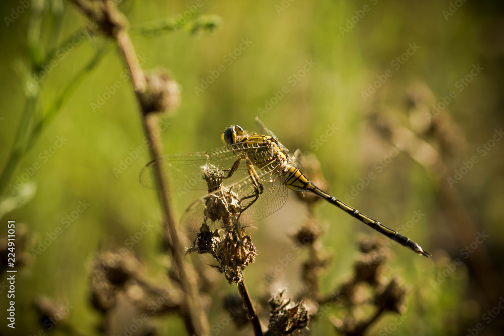 Image of a yellow dragonfly sitting on a stick or vegetation. Image of a yellow dragonfly sitting on a stick or vegetation.