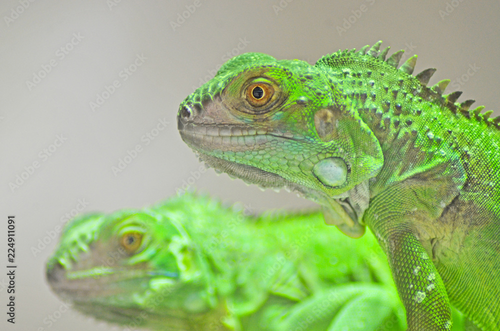 Iguana Iguana