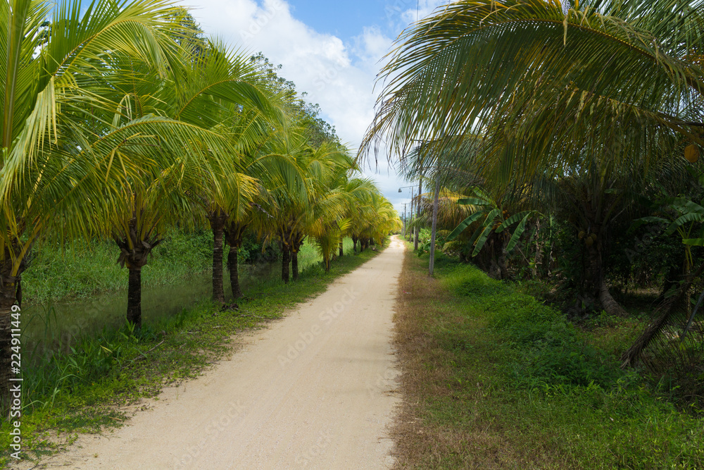 Bicycle road near Paramaribo in Surinam in the old plantation parts of the city