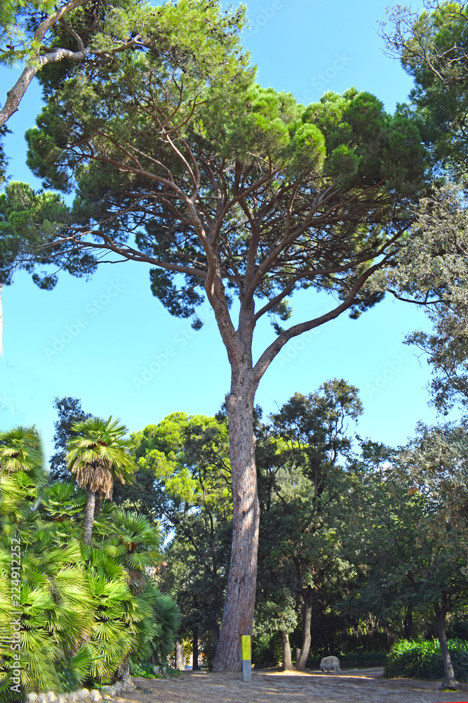 Fototapeta premium Pino grande en Parque Torre Blanca de Sant Just Barcelona