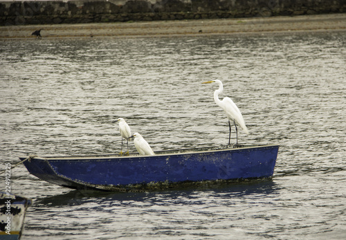 Aves no Barco photo