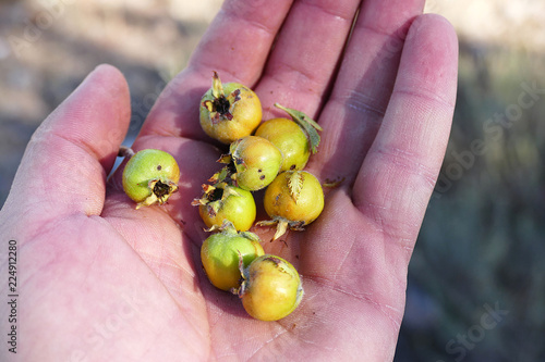 a man has hawthorn fruit in his hand, medicinal fruit hawthorn, yellow hawthorn fruit,
