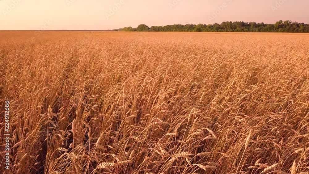 Wheat field at sunset Wheat field at sunset