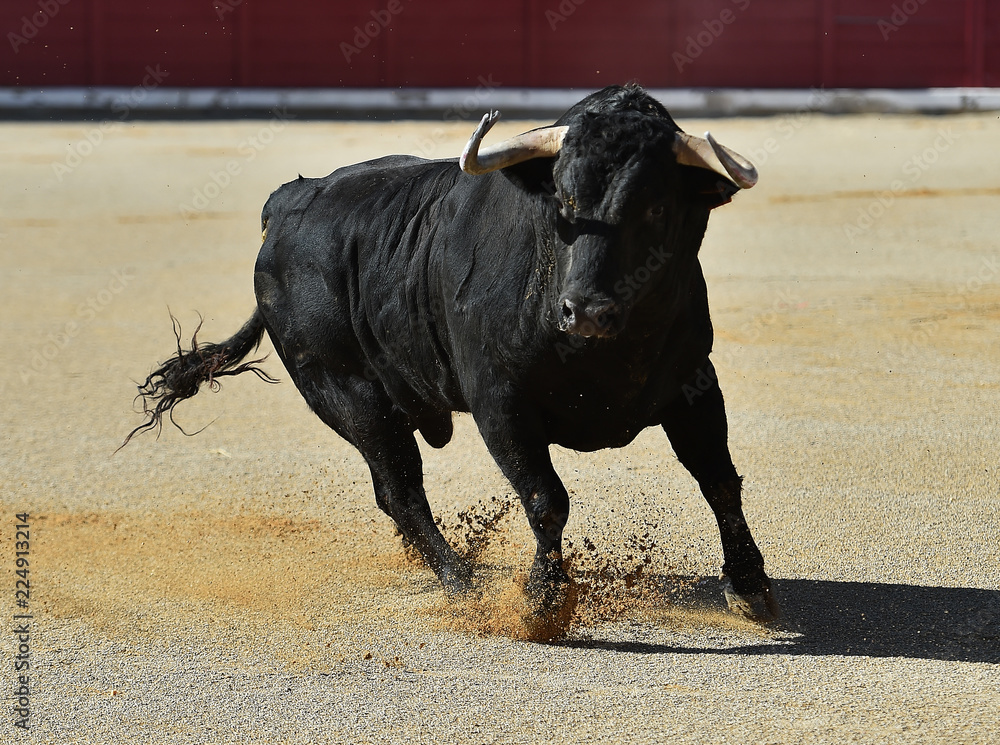 toro español corriendo en una plaza de toros toro español corriendo en una plaza de toros