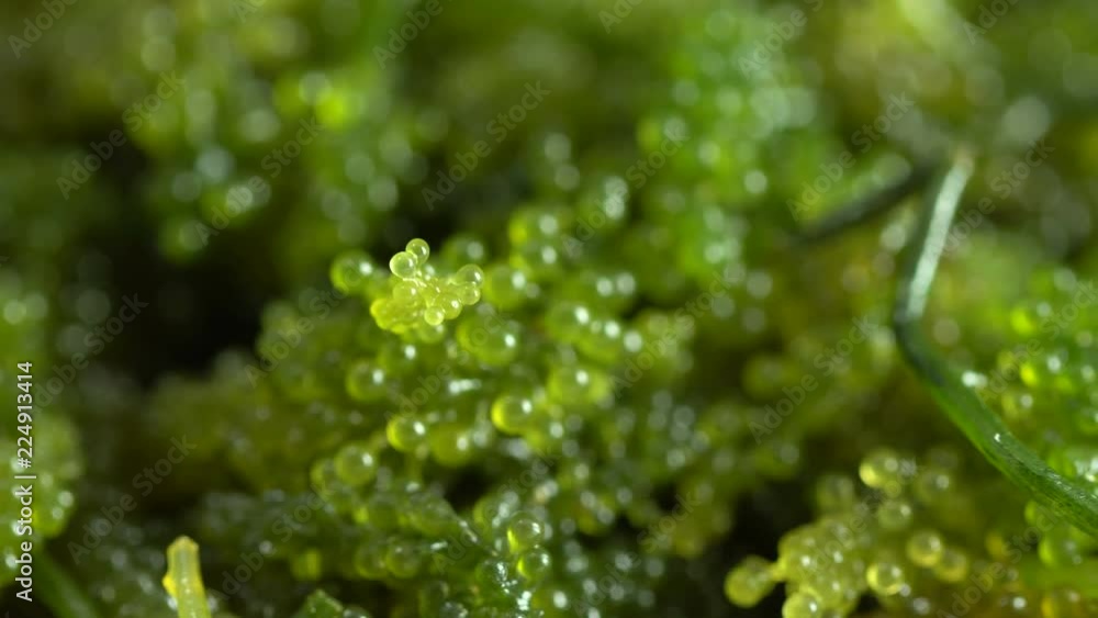 Sea grapes ( green caviar ) seaweed, Sea grapes ( green caviar ) seaweed,