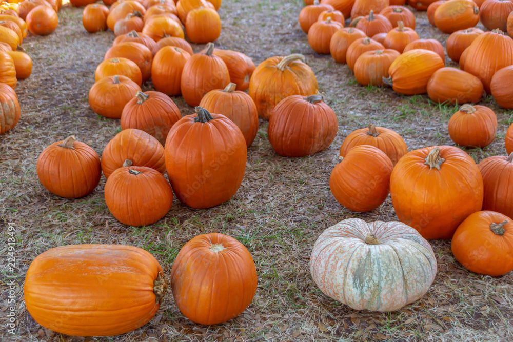 A single rounded semi-flatten white pumpkin stands out among the orange pumpkin squash.